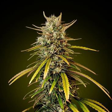 AUTO GORILLA CAKE FEMINIZED