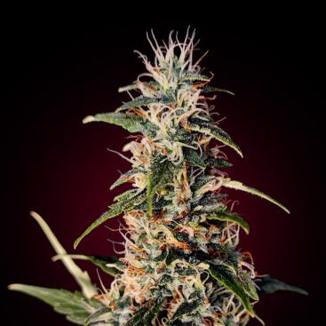 AUTO GORILLA GLUE FEMINIZED-image