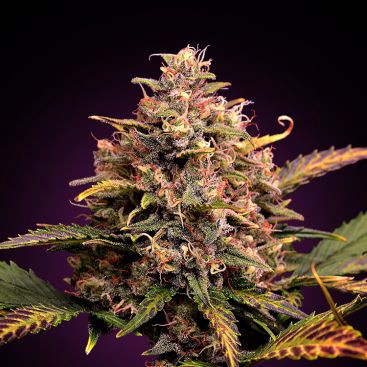 AUTO GRAPEFRUIT FEMINIZED-image