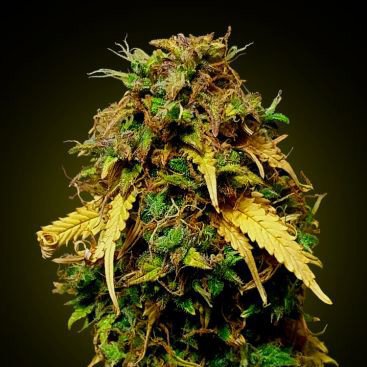 AUTO GREEN CRACK FEMINIZED