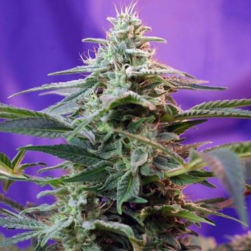 AUTO GREEN DEVIL FEMINIZED