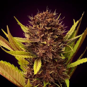 AUTO GUNMANGO FEMINIZED