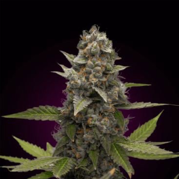AUTO JACK HERER FEMINIZED