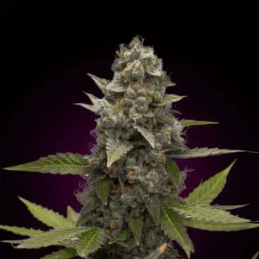 AUTO JACK HERER FEMINIZED