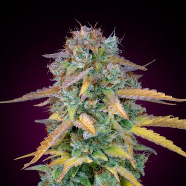 AUTO LEMON SKUNK FEMINIZED-image