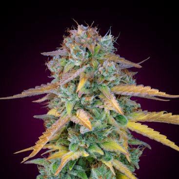 AUTO LEMON SKUNK FEMINIZED