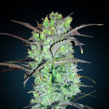 AUTO LSD FEMINIZED-image