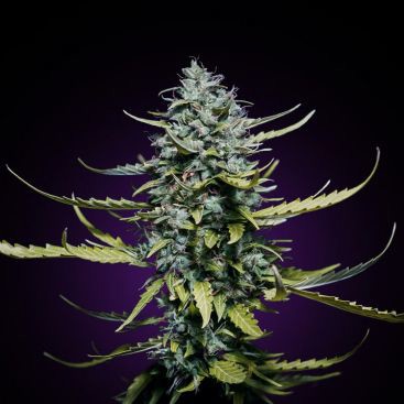 AUTO M HAZE FEMINIZED-image
