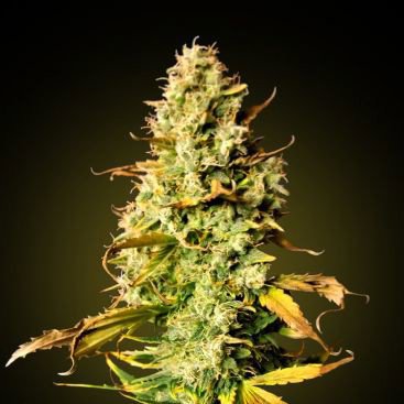 AUTO MAFIA SKUNK FEMINIZED