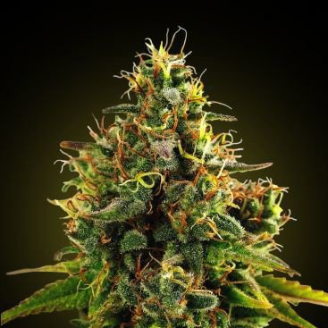 AUTO MIMOSA FEMINIZED