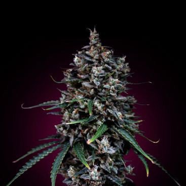 AUTO MOBY DICK FEMINIZED