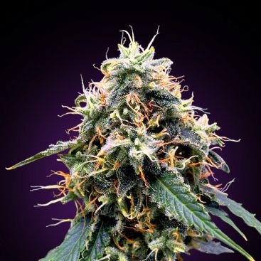 AUTO NEW HAZE FEMINIZED-image