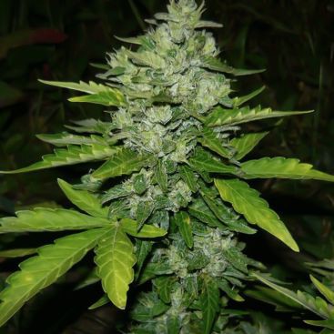 AUTO NORTHERN LIGHTS FEMINIZED-image