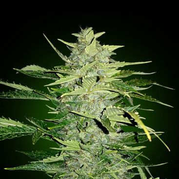 AUTO OG KUSH FEMINIZED-image