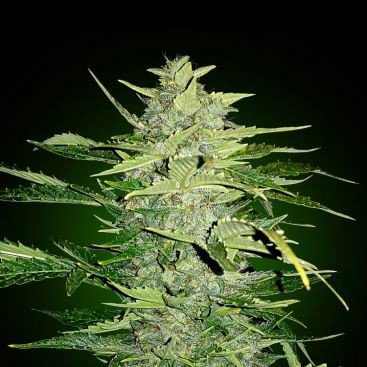 AUTO OG KUSH FEMINIZED