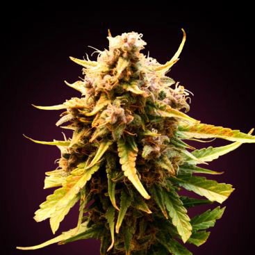 AUTO PINEAPPLE EXPRESS FEMINIZED