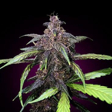 AUTO PURPLE KUSH FEMINIZED