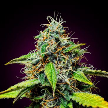 AUTO PURPLE PUNCH FEMINIZED-image