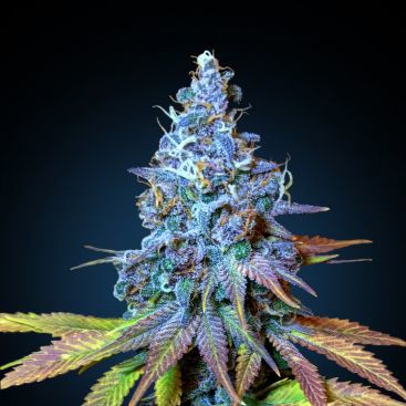 AUTO RED AK FEMINIZED-image