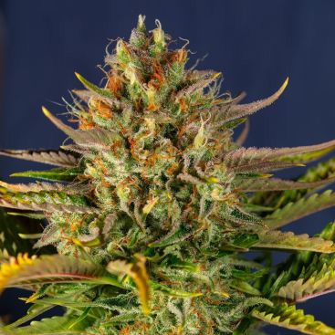 AUTO SACITRUS BOMB FEMINIZED-image