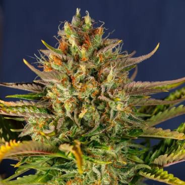 AUTO SACITRUS BOMB FEMINIZED