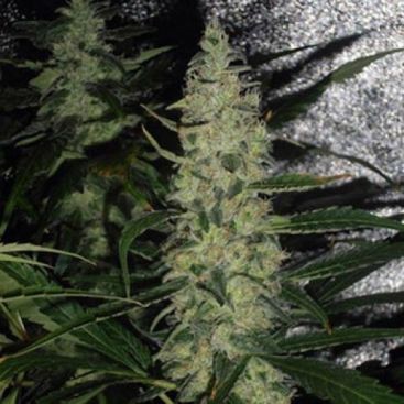 AUTO SKUNK FEMINIZED-image