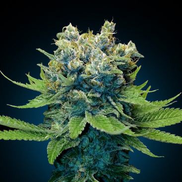 AUTO SOMANGO FEMINIZED-image