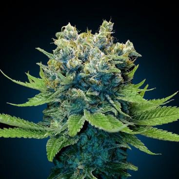 AUTO SOMANGO FEMINIZED
