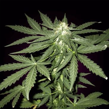 AUTO SOUR DIESEL FEMINIZED