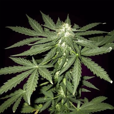 AUTO SOUR DIESEL FEMINIZED