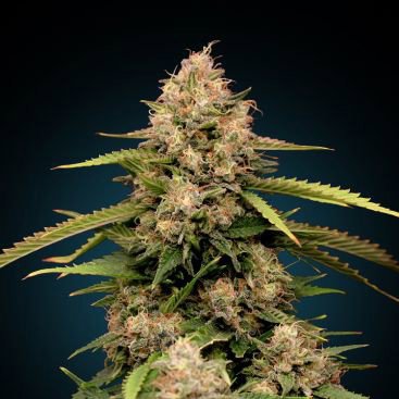 AUTO THOMPSON FEMINIZED
