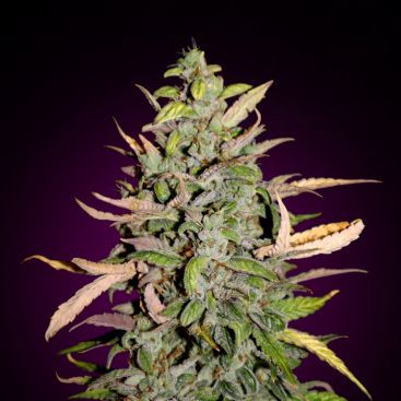 AUTO WEDDING CAKE FEMINIZED-image