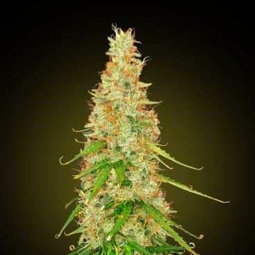 AUTO WHITE RHINO FEMINIZED