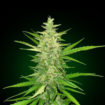 AUTO WHITE WIDOW CBD FEMINIZED-image