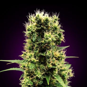 AUTO WHITE WIDOW FEMINIZED-image