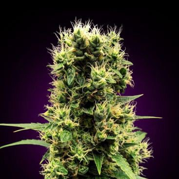 AUTO WHITE WIDOW FEMINIZED