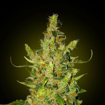 AUTO ZKITTELZ FEMINIZED