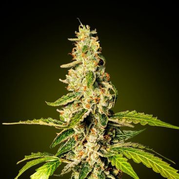 BANANA PUNCH FEMINIZED-image