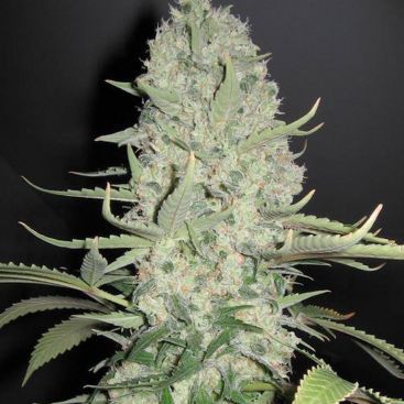 BIG BUD FEMINIZED-image