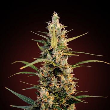 BIG CHEESE FEMINIZED