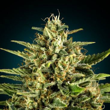 BIG GUN FEMINIZED