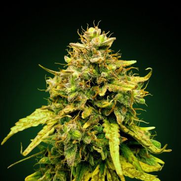BLACK COOKIES FEMINIZED-image