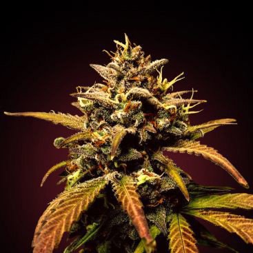 BLOODY BEAST FEMINIZED