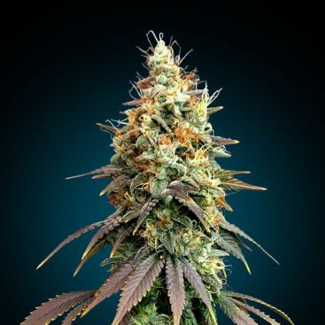 BLUE DREAM FEMINIZED-image