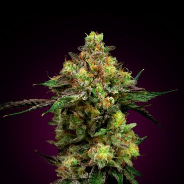 BLUEBERRY FEMINIZED-image