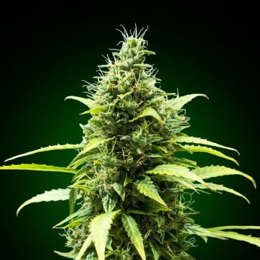 BRUCE BANNER FEMINIZED-image