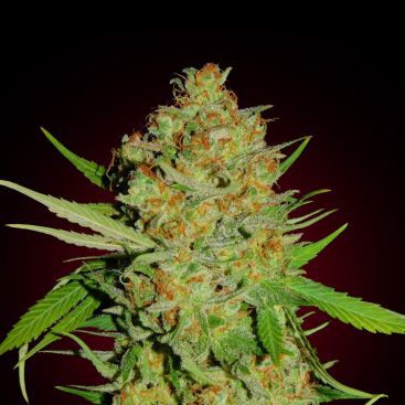 BUBBLE GUM FEMINIZED-image