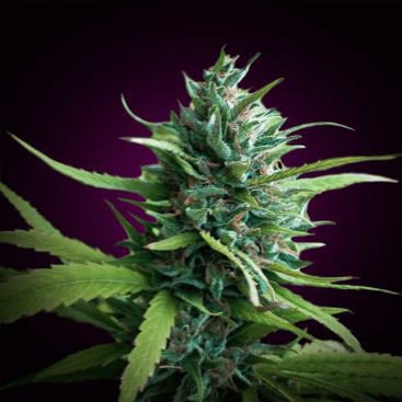 CRITICAL FEMINIZED