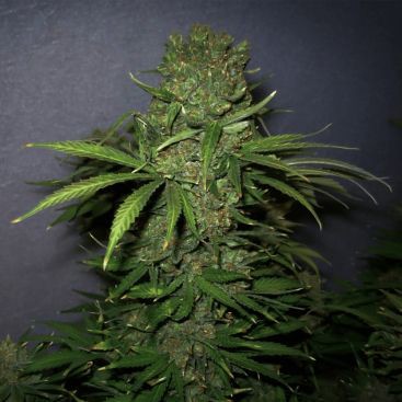 CRITICAL JACK FEMINIZED-image
