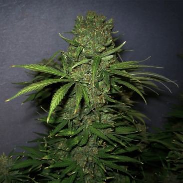 CRITICAL JACK FEMINIZED